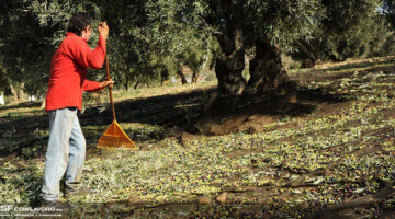 1531218051 olivo sito news