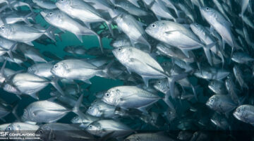 1559551409 Pesci News UNASF 02