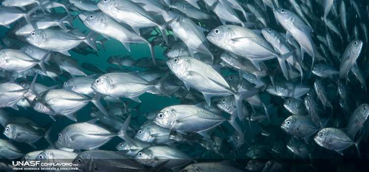 1559551409 Pesci News UNASF 02