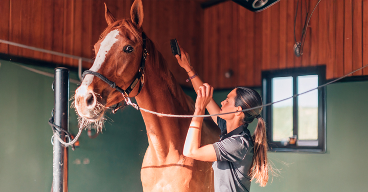 Sicurezza operatori equestri: guida alle buone prassi