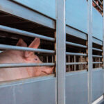 Sicurezza nel trasporto di animali: obblighi, rischi e prevenzione operativa
