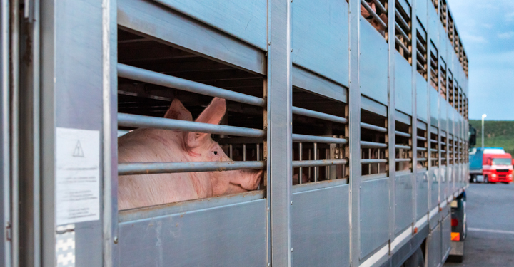 Sicurezza nel trasporto di animali: obblighi, rischi e prevenzione operativa