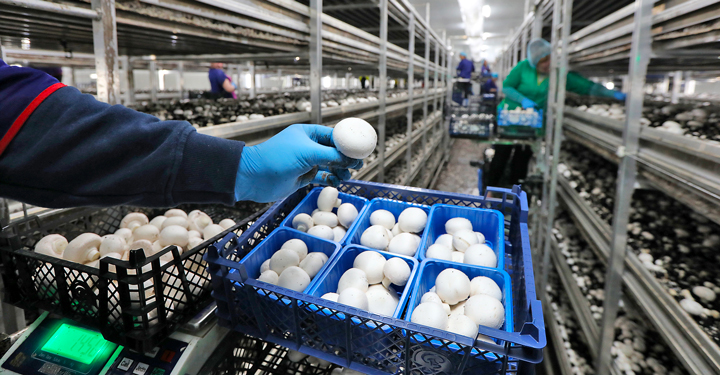 Rischi biologici negli allevamenti, nella funghicoltura e nella selvicoltura