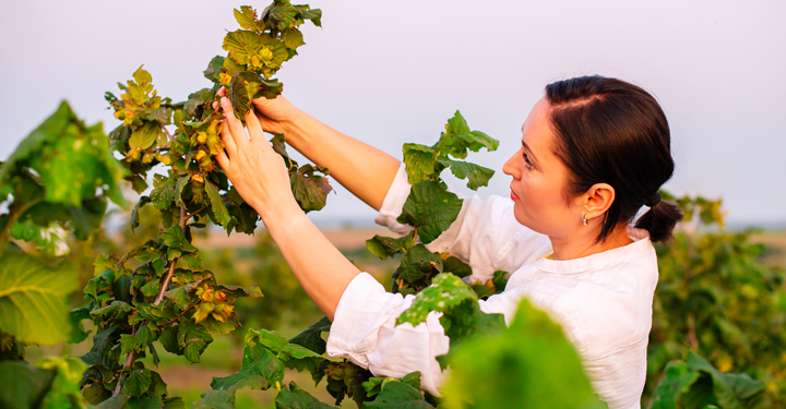 Incidenti nei noccioleti: rischio, errori e prevenzione
