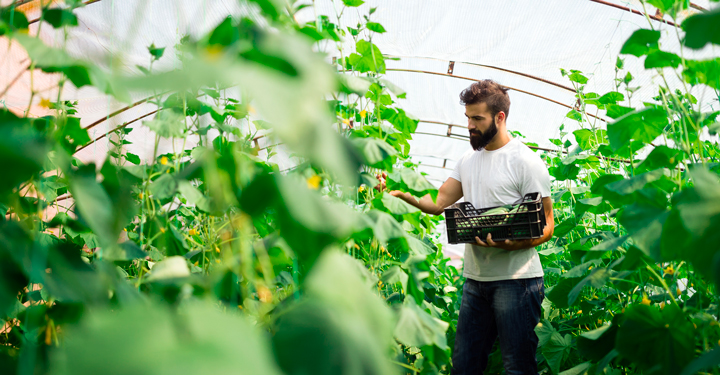 Serre agricole: valutazione dei rischi e misure preventive