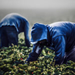 Sfruttamento lavorativo e caporalato: rafforzata la vigilanza