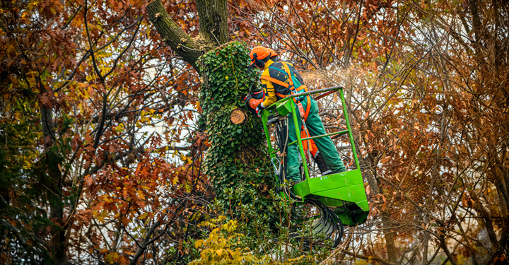 Sicurezza lavori su alberi: procedure con funi operative 58 Sicurezza lavori su alberi: procedure con funi operative