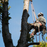 Sicurezza nei lavori su alberi con funi e gestione emergenze