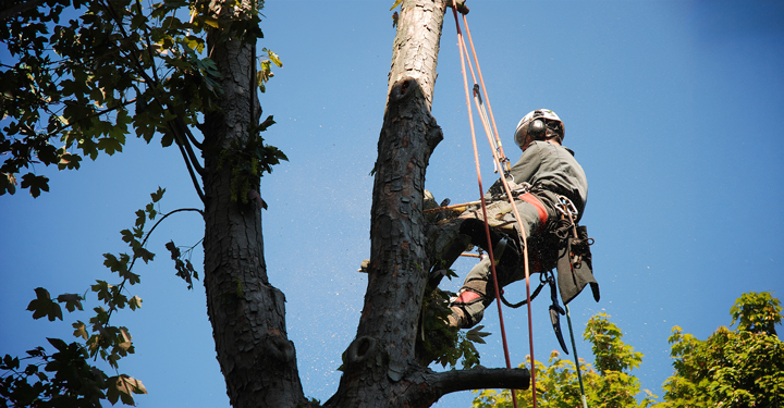 Sicurezza nei lavori su alberi con funi e gestione emergenze