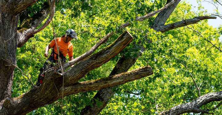Sicurezza nel tree climbing: attrezzature, formazione e DPI