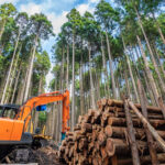 Escavatori forestali: requisiti e sicurezza nelle operazioni