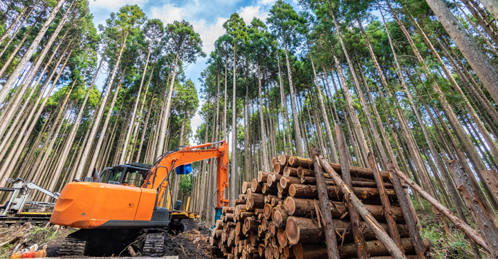 Escavatori forestali: requisiti e sicurezza nelle operazioni